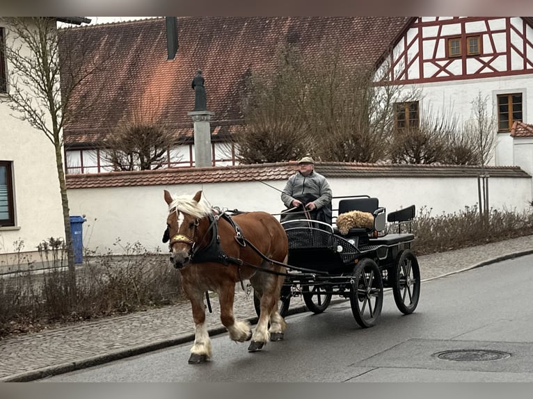 Polacco da Tiro Giumenta 9 Anni 164 cm Sauro in Riedlingen