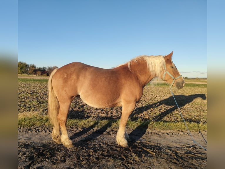 Polacco da Tiro Stallone 1 Anno 160 cm Sauro in Studzianka