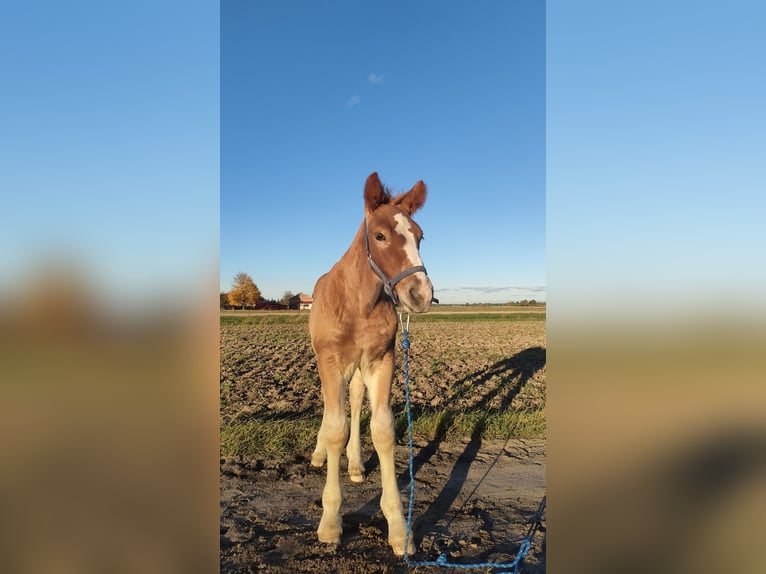 Polacco da Tiro Stallone 1 Anno 160 cm Sauro in Studzianka