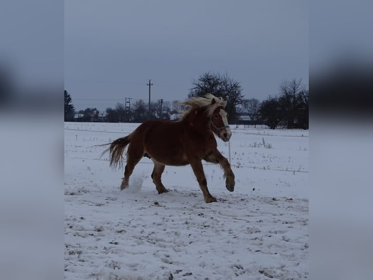 Polacco da Tiro Stallone 1 Anno 160 cm Sauro in Studzianka