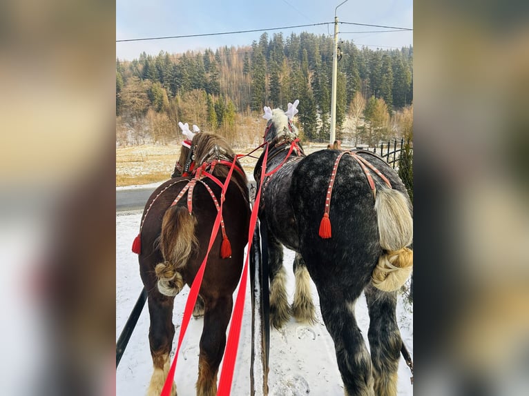 Polacco da Tiro Stallone 4 Anni 180 cm Grigio pezzato in Jeleśnia