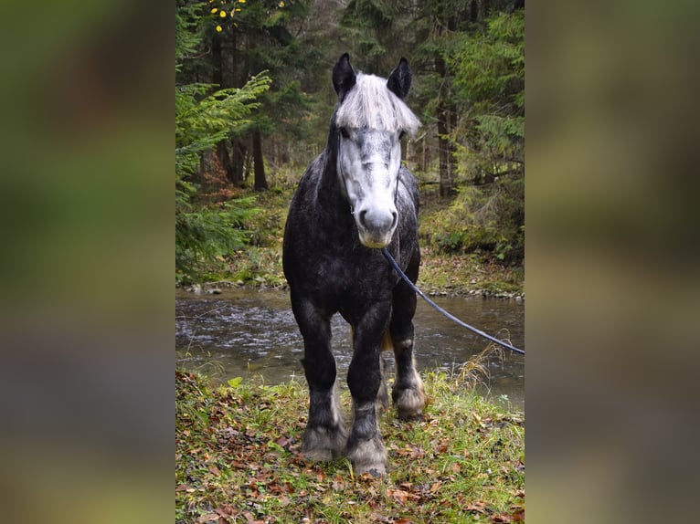 Polacco da Tiro Stallone 4 Anni 180 cm Grigio pezzato in Jeleśnia