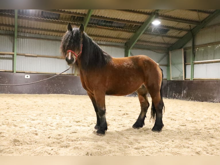 Polacco da Tiro Stallone 6 Anni 165 cm Baio scuro in Emsbüren