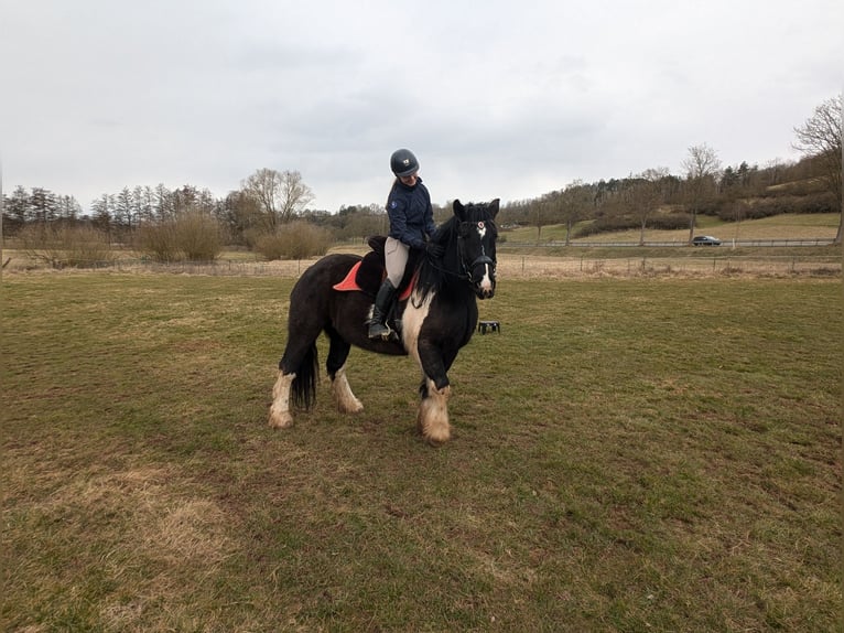 Polacco da Tiro Stallone 7 Anni 155 cm Pezzato in Nentershausen