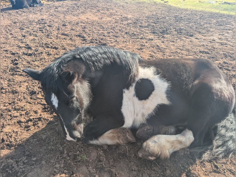 Polacco da Tiro Stallone 7 Anni 155 cm Pezzato in Nentershausen