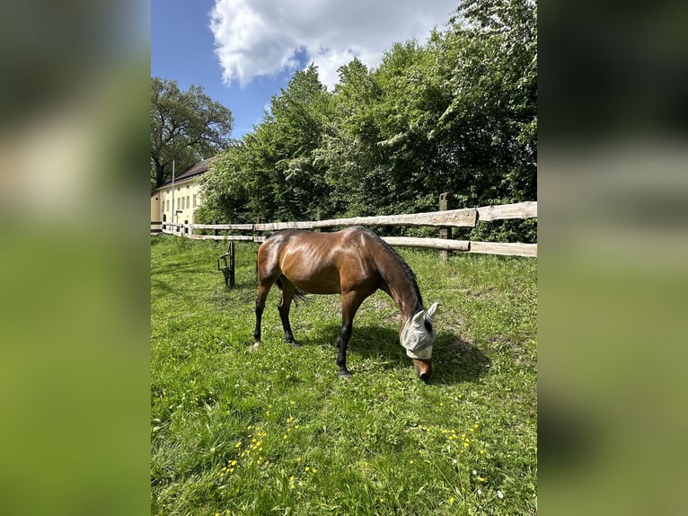 Polacco Giumenta 11 Anni 159 cm Baio in Kamenz