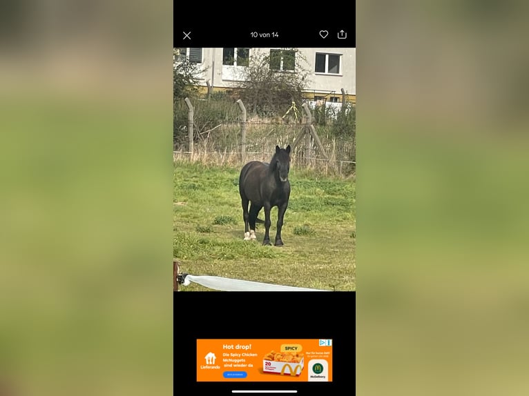 Polacco Giumenta 12 Anni 154 cm Morello in Am Großen BruchOhrsleben