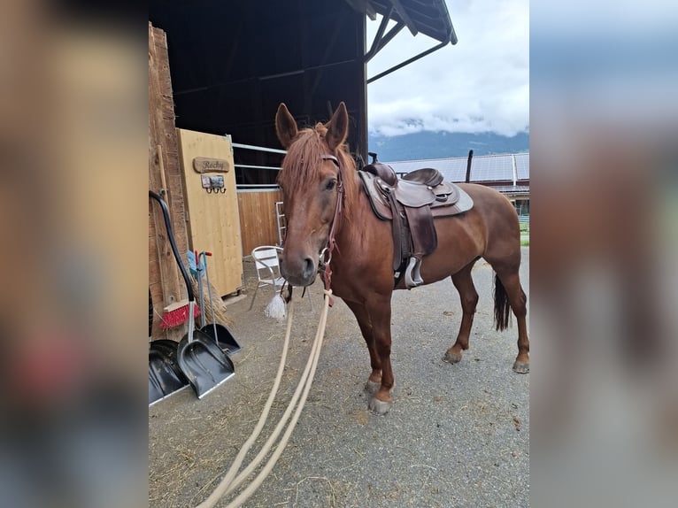 Polacco Giumenta 12 Anni 165 cm Sauro scuro in Nenzing