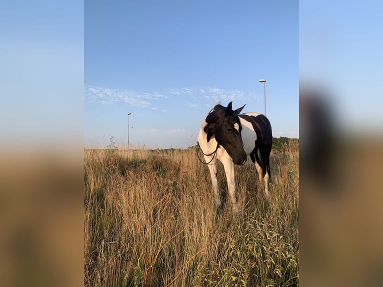 Polacco Giumenta 14 Anni 168 cm Pezzato in Tangstedt