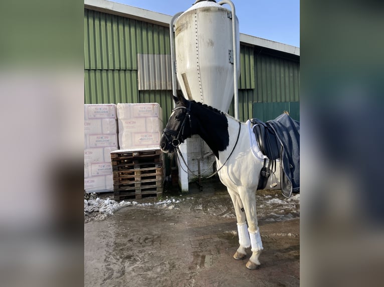 Polacco Giumenta 14 Anni 168 cm Pezzato in Tangstedt