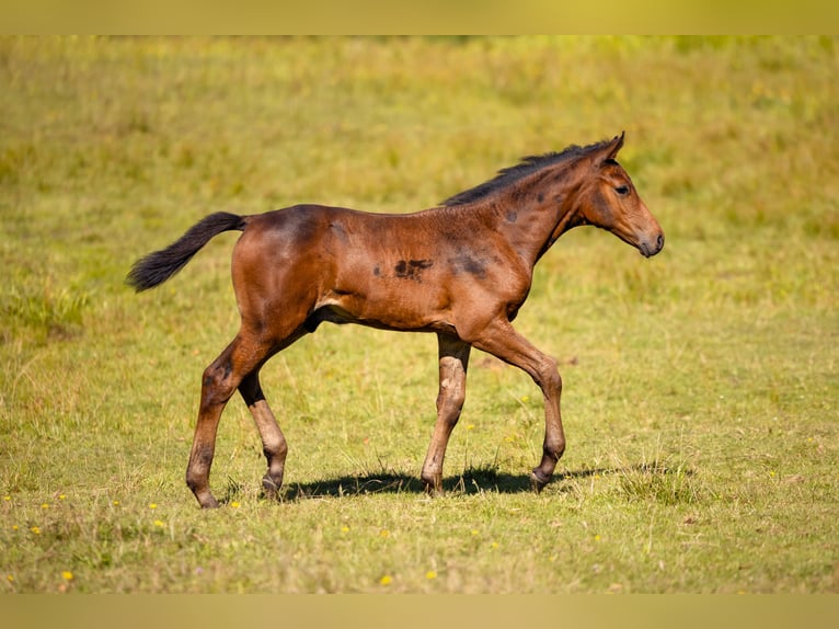 Polacco Giumenta 14 Anni 168 cm Sauro in Wierzchucice