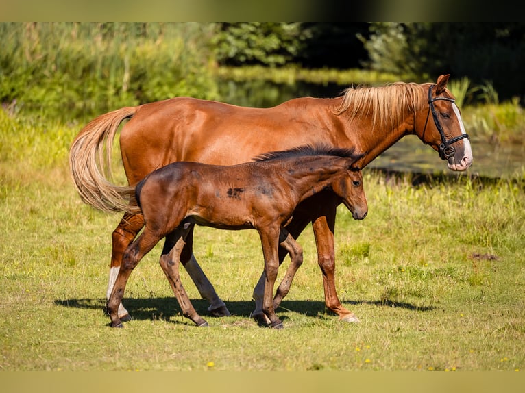 Polacco Giumenta 14 Anni 168 cm Sauro in Wierzchucice