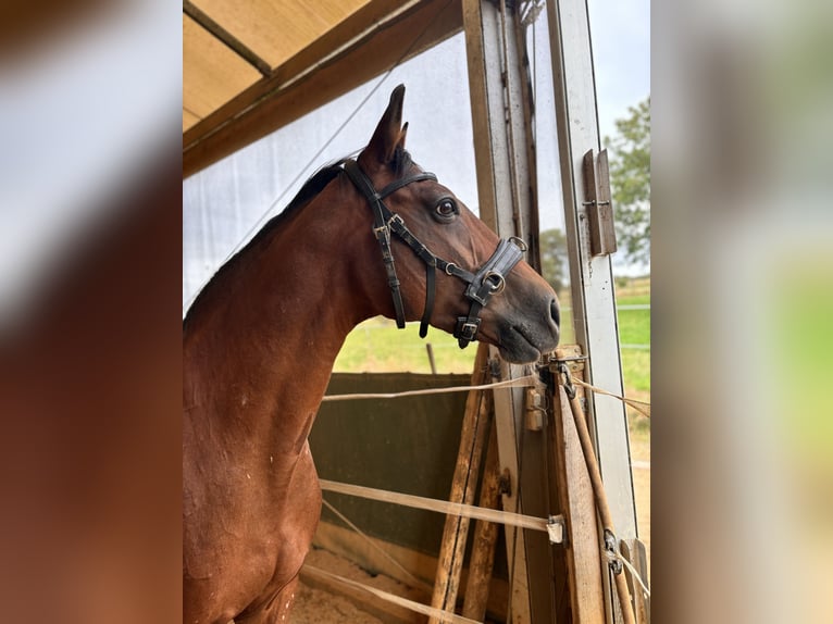 Polacco Giumenta 15 Anni 162 cm Baio in Michelau in Oberfranken