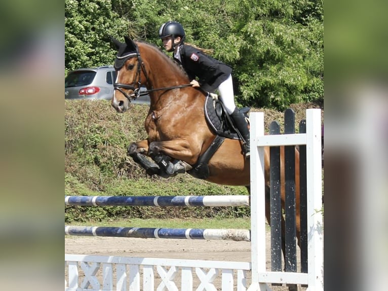 Polacco Giumenta 16 Anni 165 cm Baio in Bad K&#xF6;nig