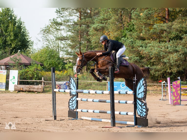 Polacco Giumenta 16 Anni 165 cm Sauro in Białystok