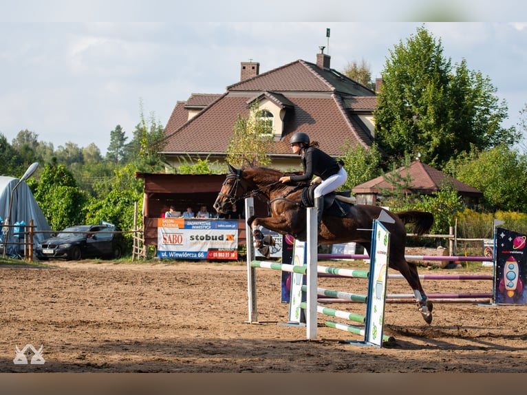 Polacco Giumenta 16 Anni 165 cm Sauro in Białystok