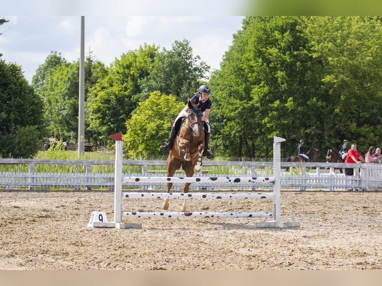 Polacco Giumenta 16 Anni 165 cm Sauro in Białystok