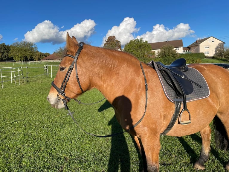 Polacco Giumenta 17 Anni 154 cm Falbo in Otting