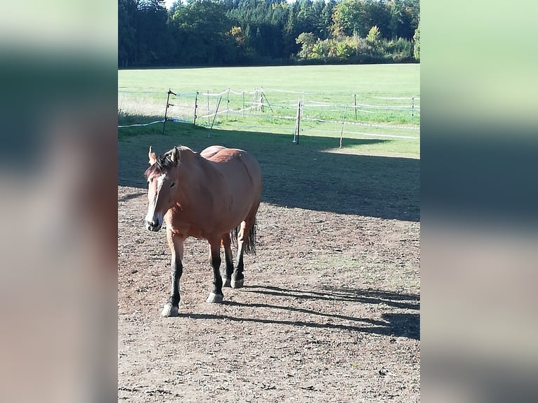 Polacco Giumenta 17 Anni 154 cm Falbo in Otting