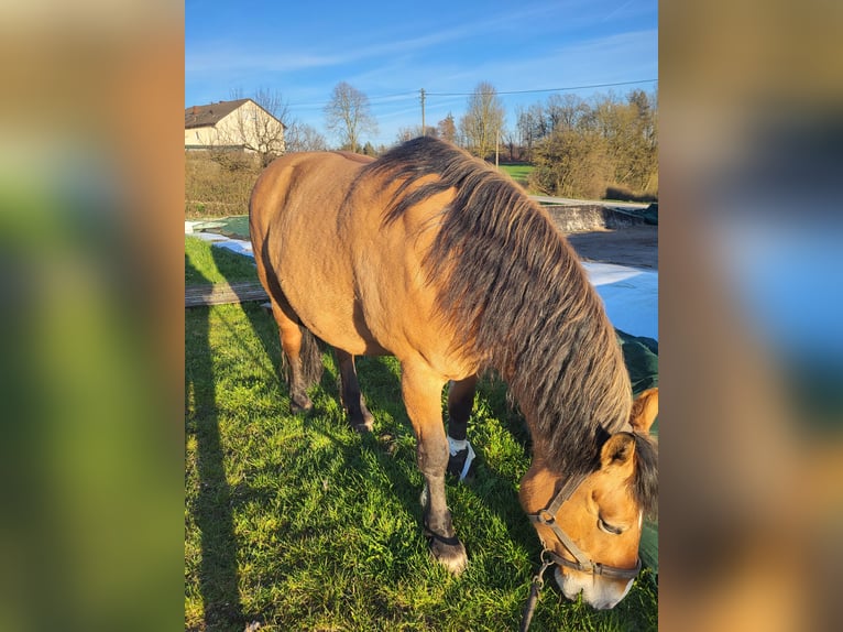 Polacco Giumenta 17 Anni 154 cm Falbo in Otting