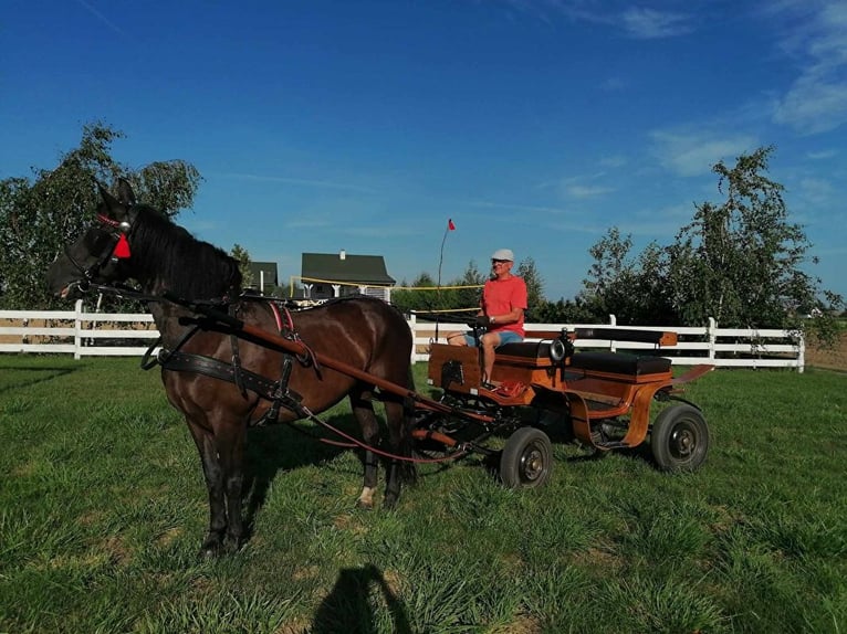 Polacco Giumenta 17 Anni 165 cm in Mikorzyn