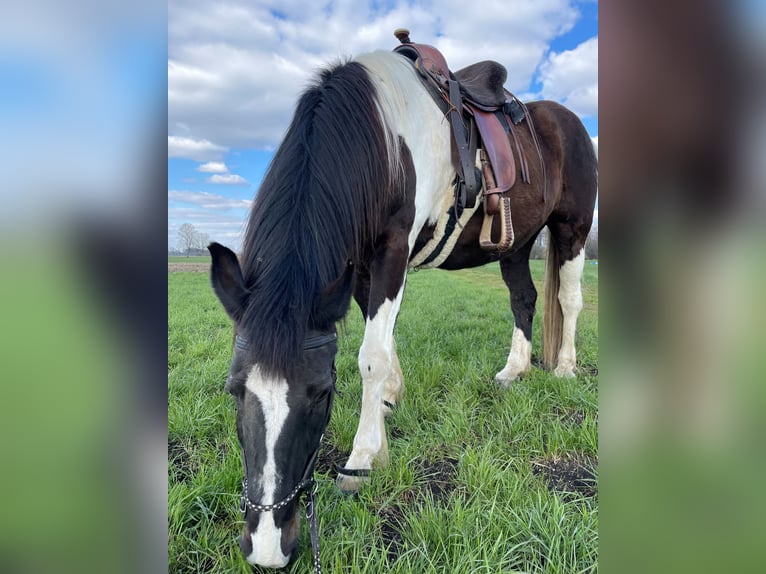 Polacco Giumenta 19 Anni 162 cm Pezzato in Aresing