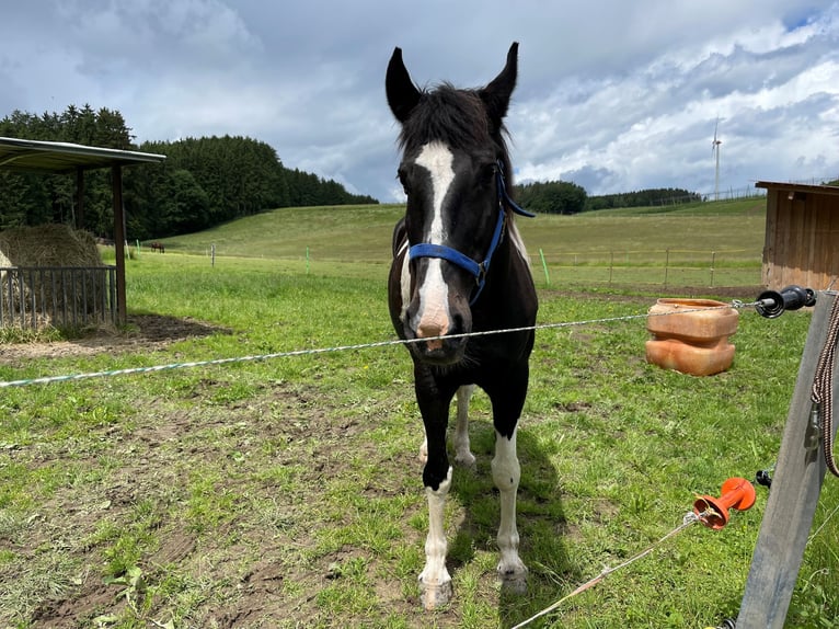 Polacco Giumenta 19 Anni 162 cm Pezzato in Aresing