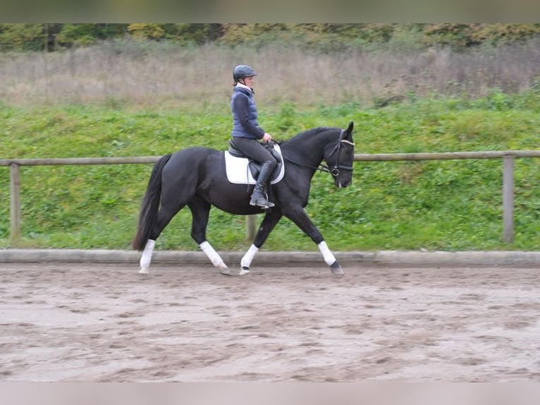 Polacco Giumenta 3 Anni 156 cm Morello in Wellheim