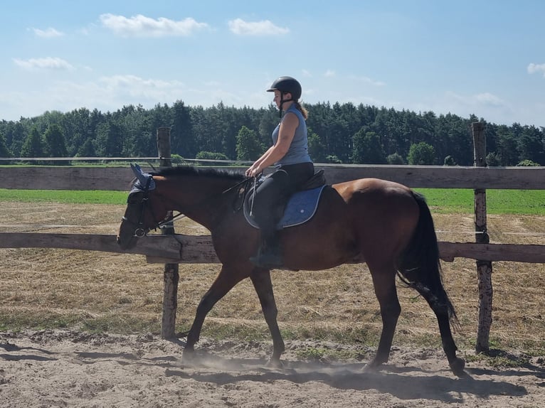 Polacco Giumenta 3 Anni 160 cm Baio in Sulęcinek