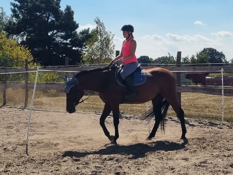 Polacco Giumenta 3 Anni 160 cm Baio in Sulęcinek