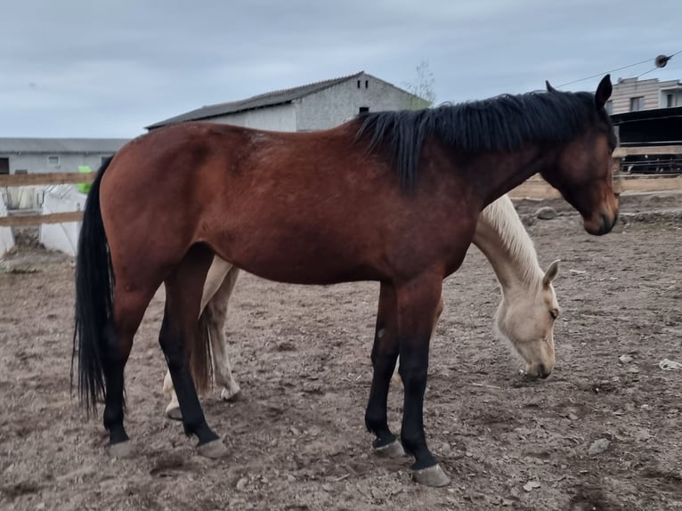 Polacco Giumenta 3 Anni 160 cm Baio in Sulęcinek