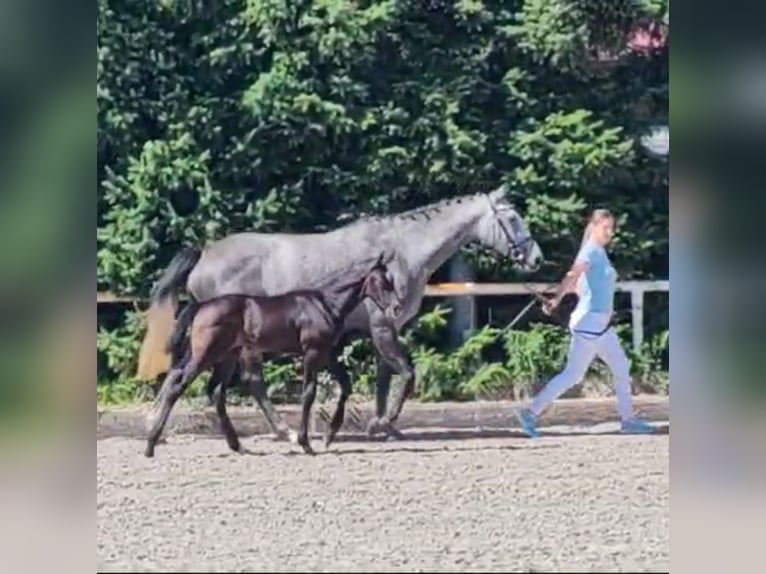 Polacco Giumenta 4 Anni 167 cm Grigio in Papenhagen