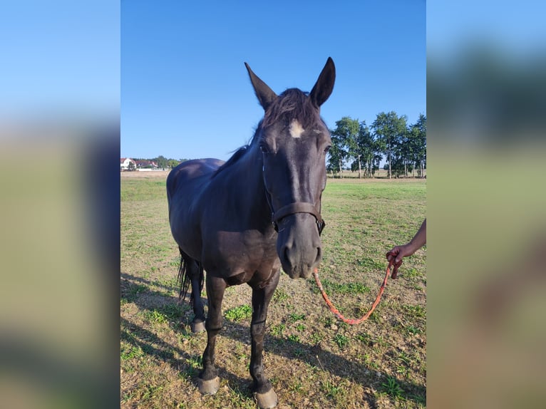 Polacco Giumenta 5 Anni 152 cm Morello in Möser