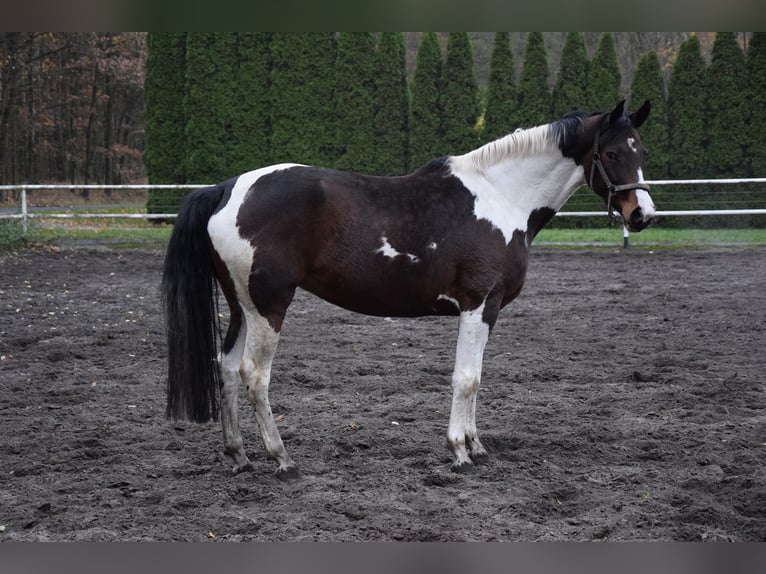 Polacco Giumenta 5 Anni 167 cm Pezzato in Chelmno