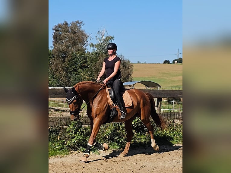 Polacco Giumenta 5 Anni 170 cm Sauro in Aarbergen