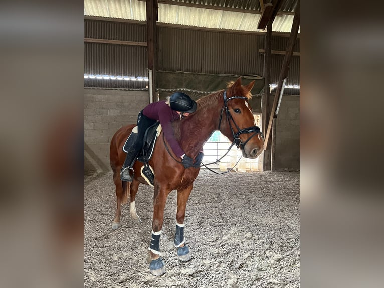 Polacco Giumenta 5 Anni 170 cm Sauro in Aarbergen