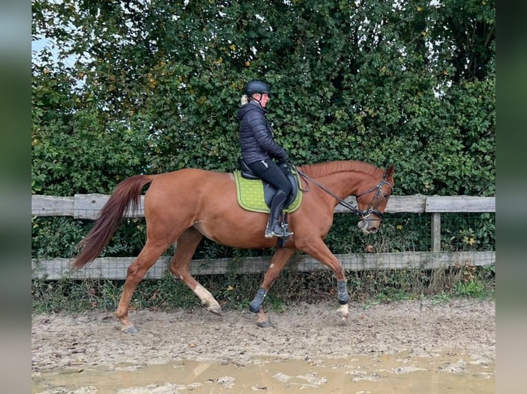 Polacco Giumenta 5 Anni 170 cm Sauro in Aarbergen