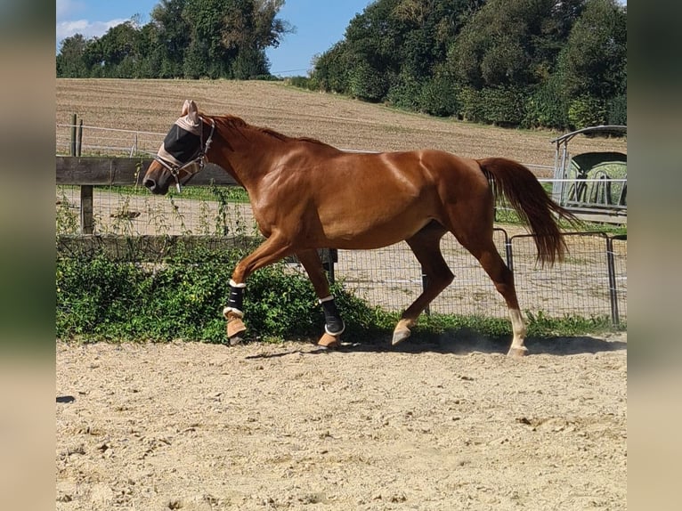 Polacco Giumenta 5 Anni 170 cm Sauro in Aarbergen