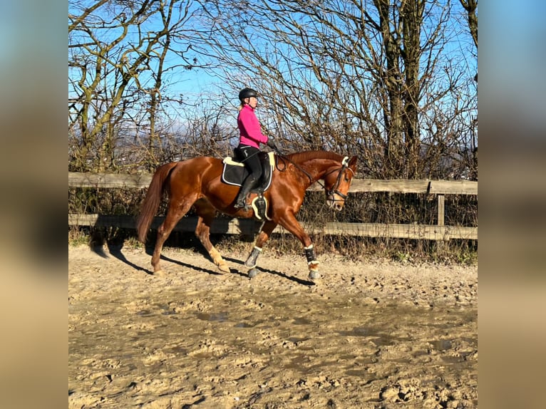 Polacco Giumenta 5 Anni 170 cm Sauro in Aarbergen