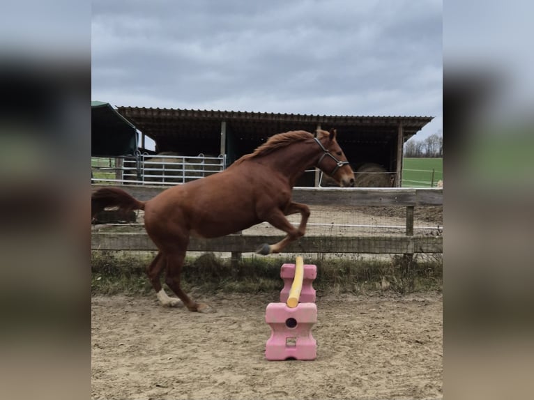 Polacco Giumenta 5 Anni 170 cm Sauro in Aarbergen