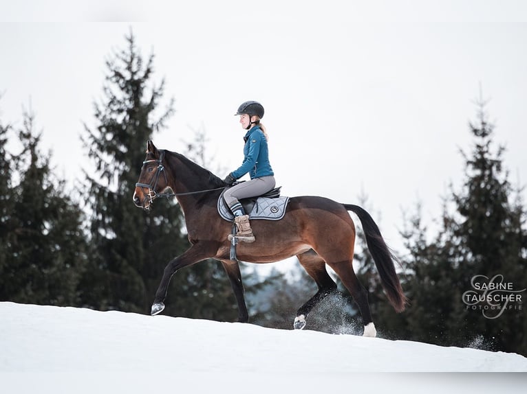 Polacco Giumenta 6 Anni 158 cm Baio in St. Pölten