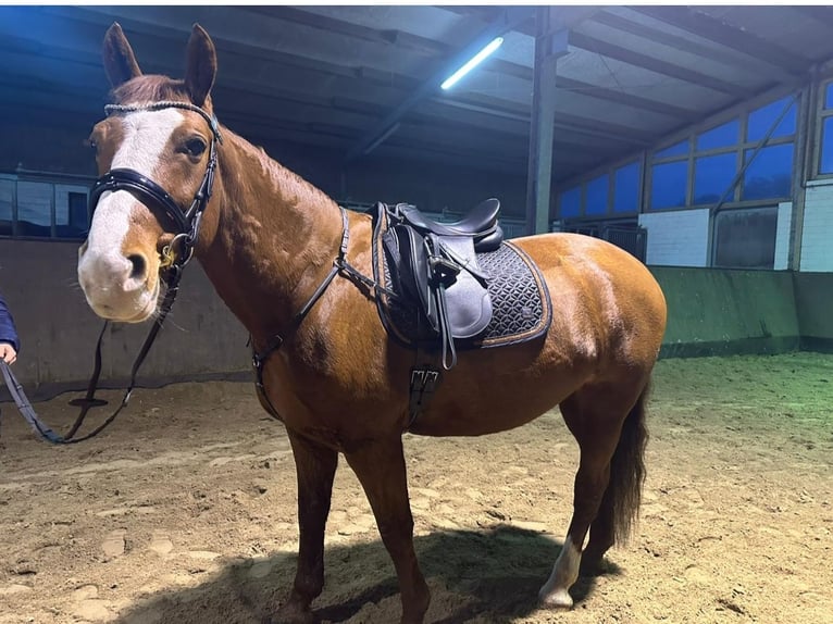 Polacco Giumenta 8 Anni 165 cm Sauro in Ganderkesee