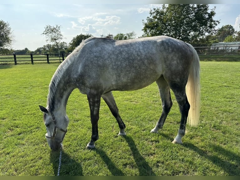 Polacco Giumenta 8 Anni 175 cm Grigio in Ostrów wielkopolski