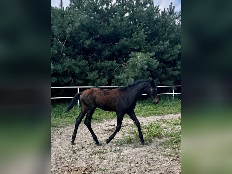 Polacco Stallone Puledri (04/2024) 170 cm Baio nero in Dzięczyna