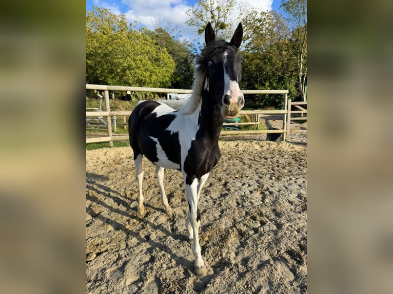 Polish Ardennais Mix Gelding 2 years 15,2 hh in Fredensborg