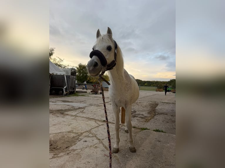 Polish Ardennais Mix Mare 21 years 12.2 hh Grey in Dietzenbach