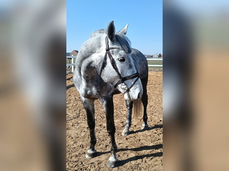 Polish Ardennais Stallion 4 years 16,1 hh White in Borek wielkopolski