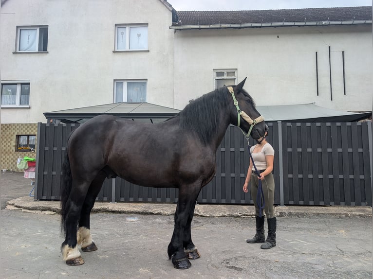 Polish Coldblood Gelding 10 years 16 hh Black in Morsbach