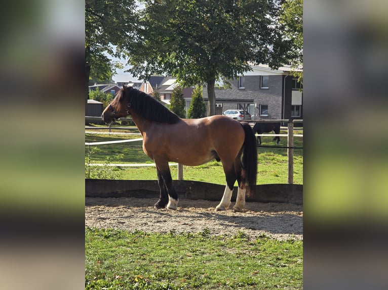 Polish Coldblood Gelding 10 years 16,1 hh Brown in Ennigerloh