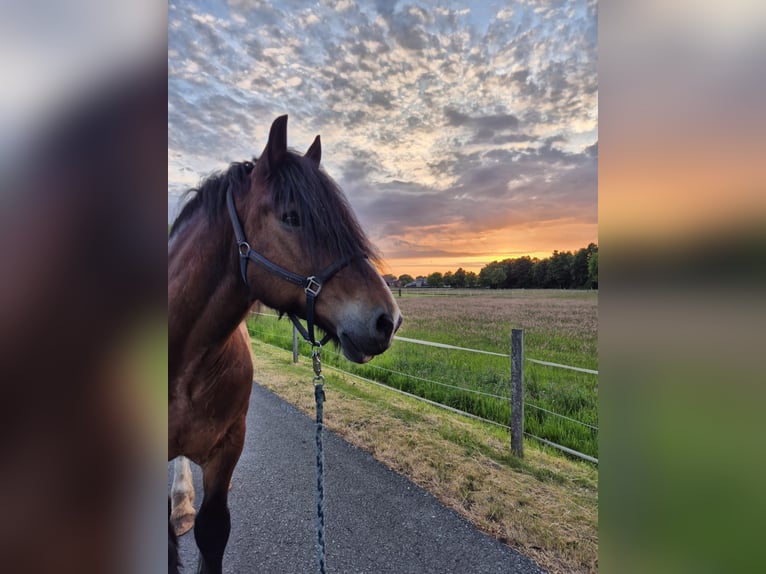 Polish Coldblood Gelding 10 years 16,1 hh Brown in Ennigerloh